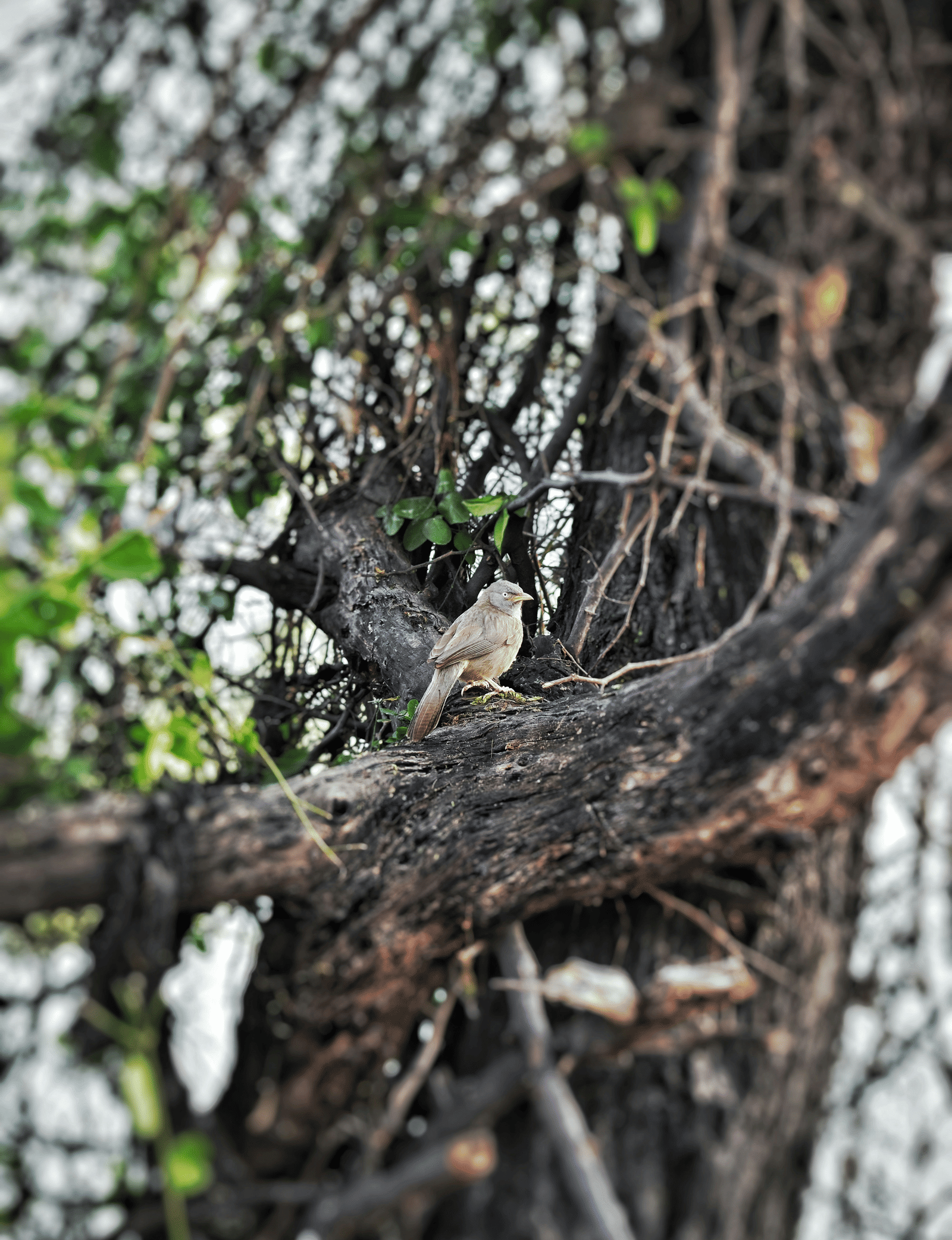rishabh-dev-63xfVQZqtOs-unsplash